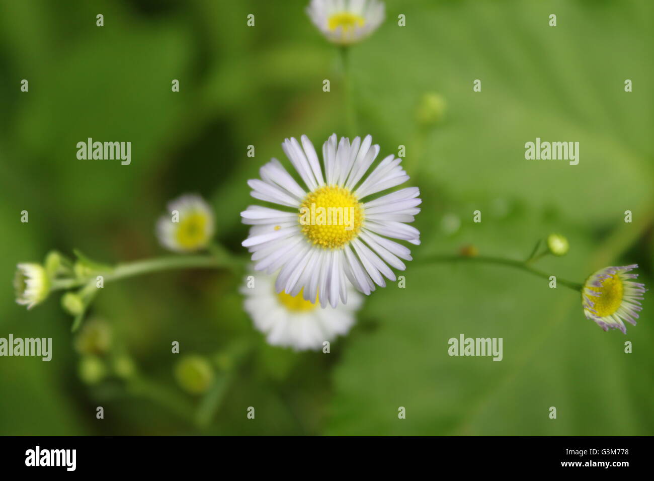 A daisy closeup Stock Photo