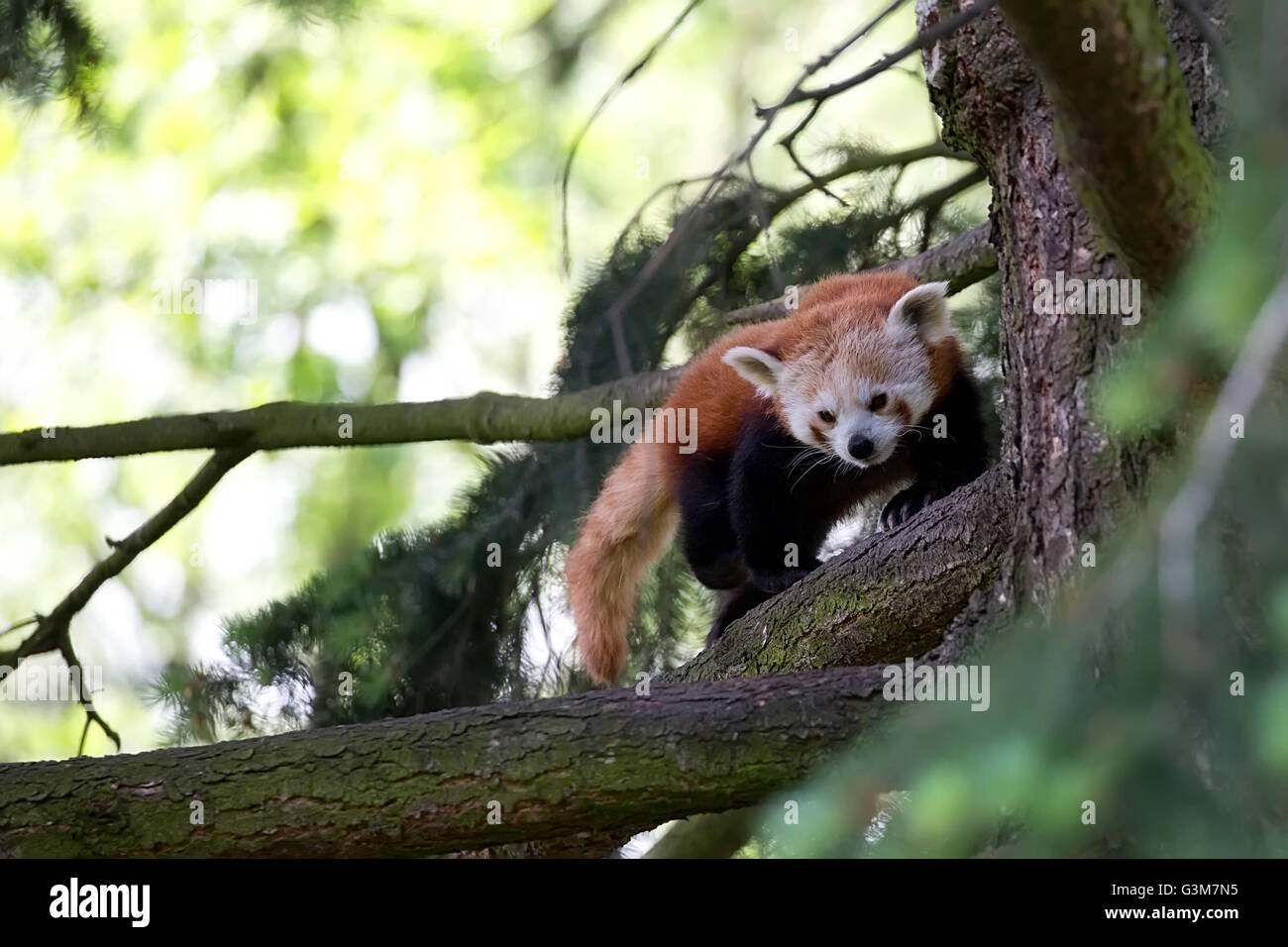 Red panda in the forest Stock Photo