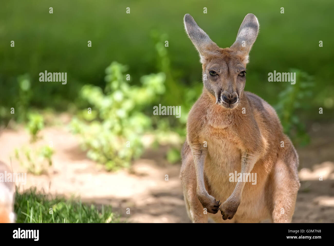 Kangaroo in the clearing, portrait Stock Photo