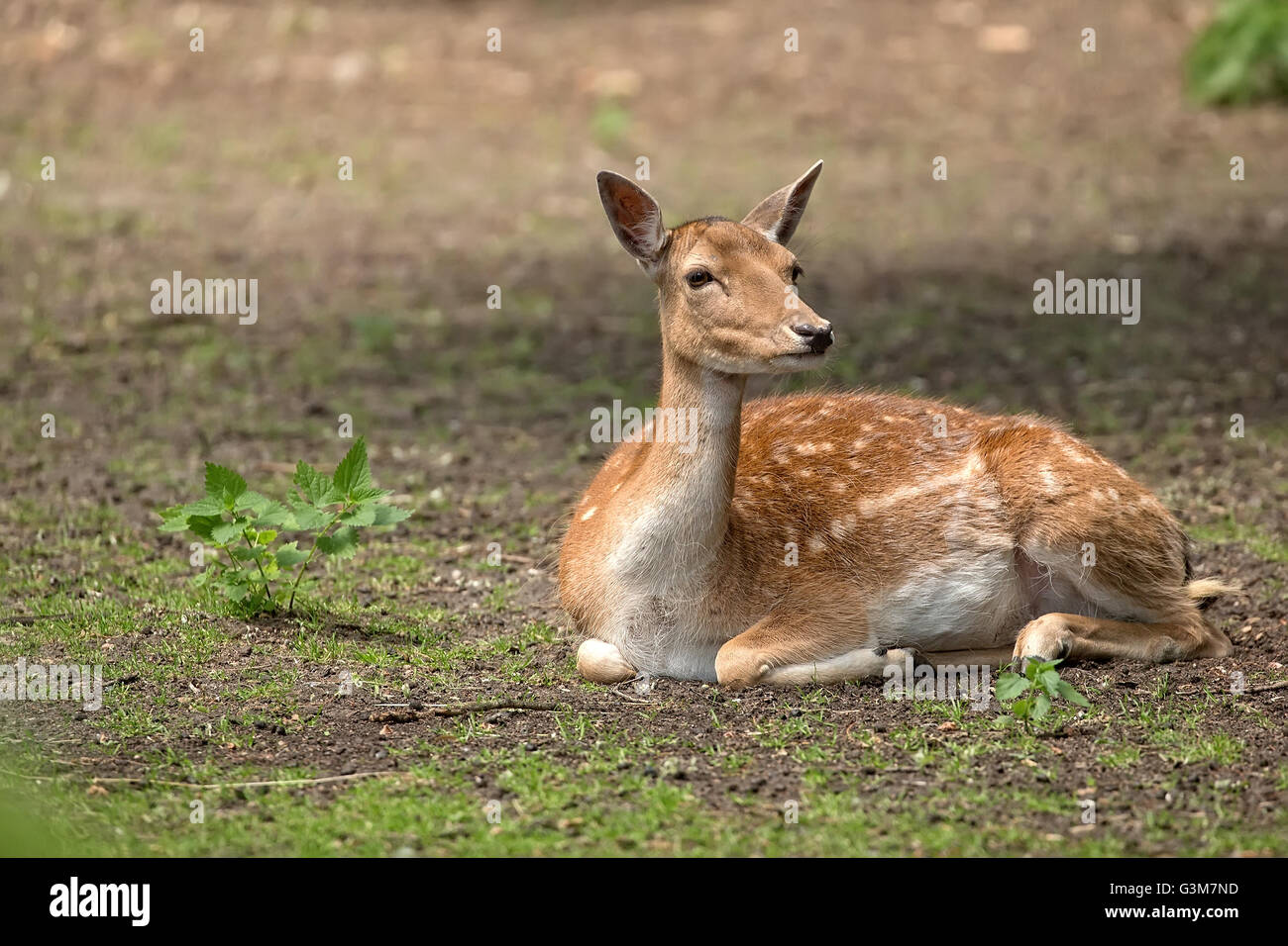 Fallow deer resting in the forest Stock Photo