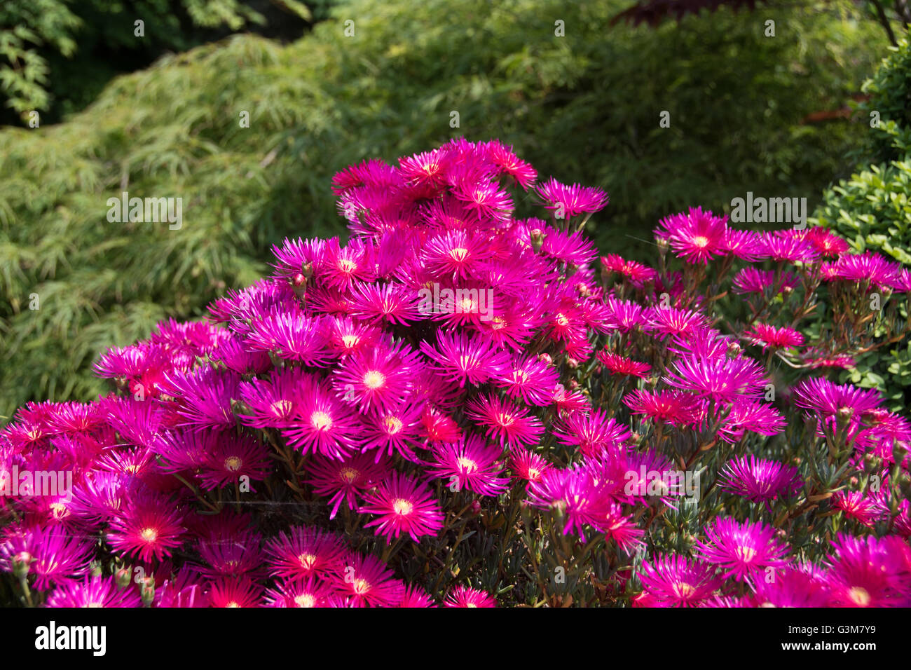 Lampranthus spectabilis Stock Photo