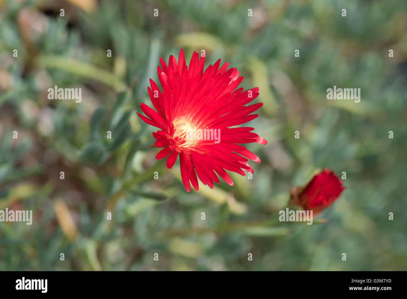 The bright red flowers of Lampranthus spectabilis Stock Photo