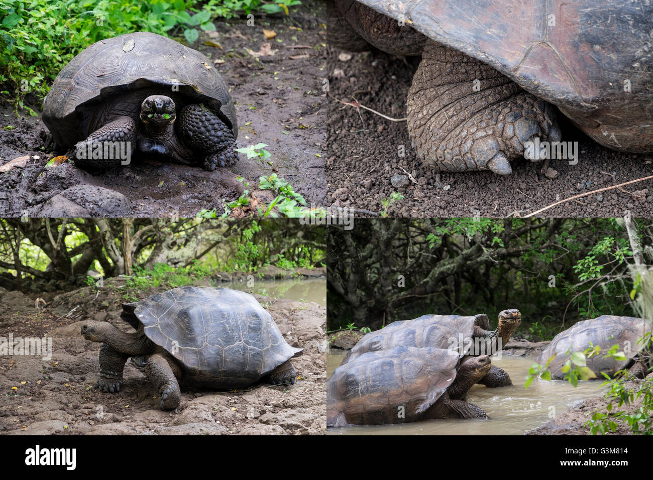 Collage of the amazing Giant Galapagos Tortoise Stock Photo
