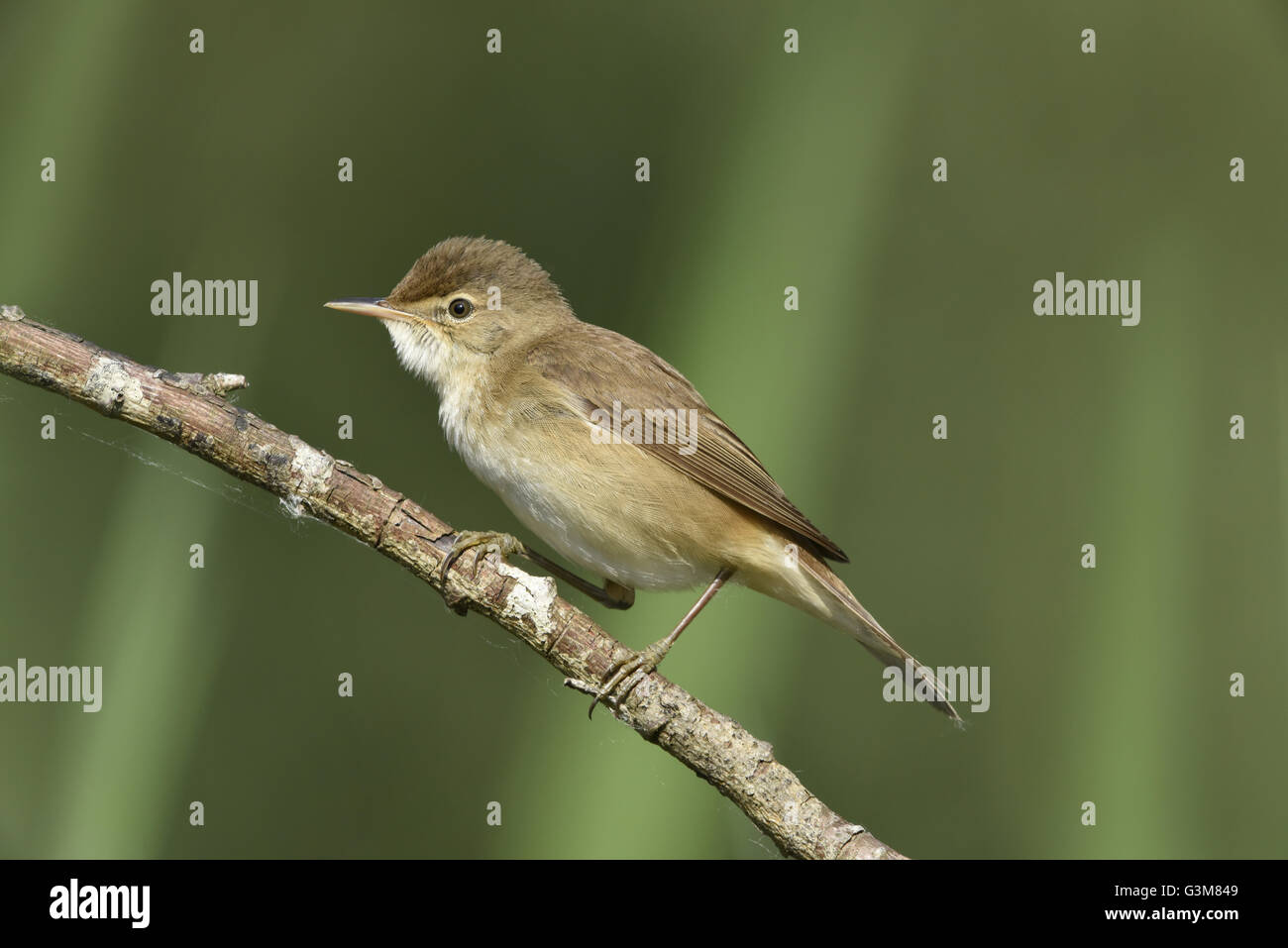 Reed Warbler - Acrocephalus scirpaceus Stock Photo - Alamy