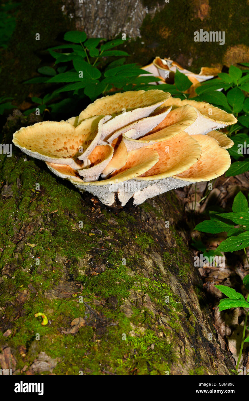 Mushroom Polyporus squamosus, growing on a tree (Polyporus Squamosus) Stock Photo