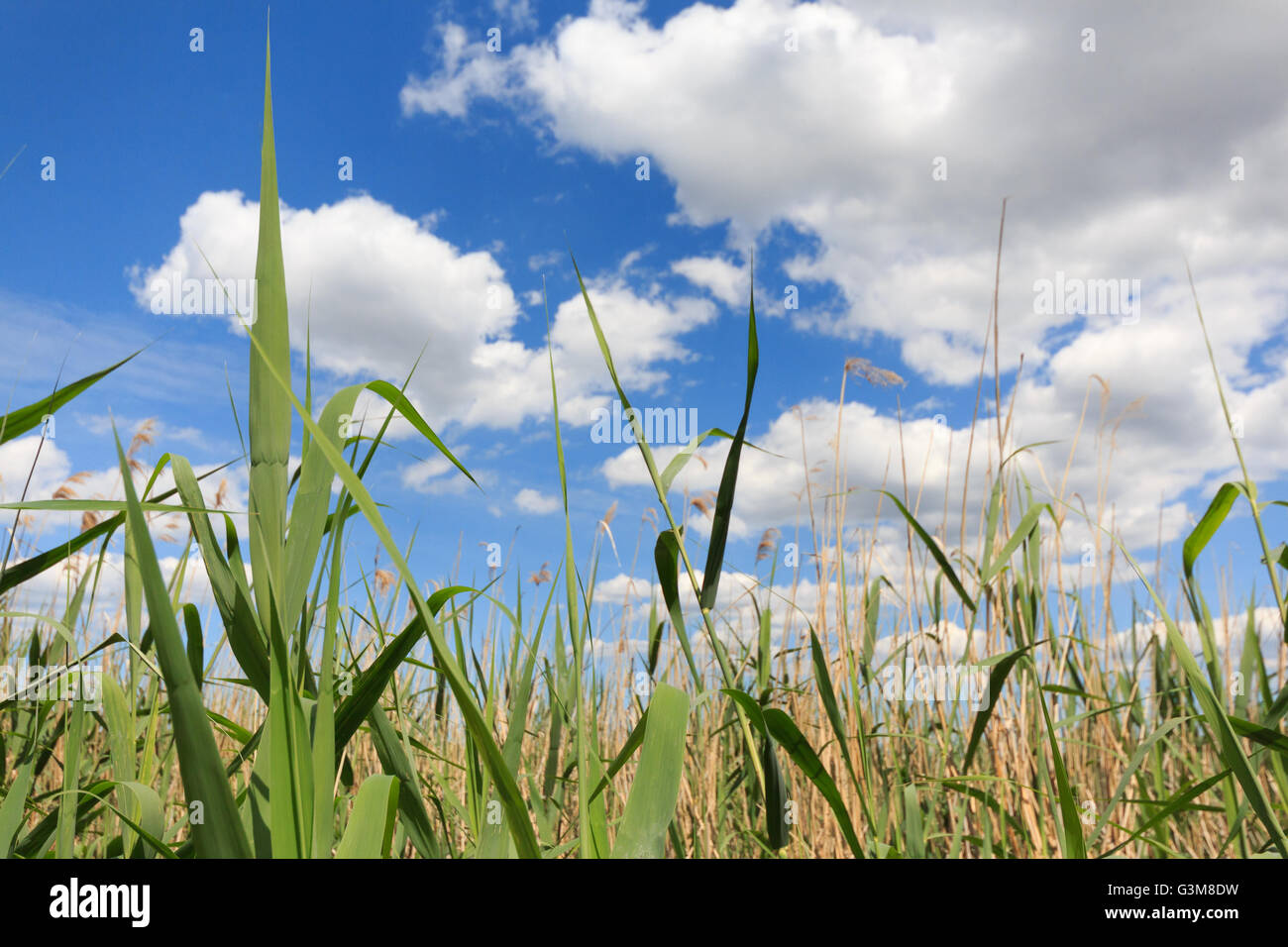 field and blue sky - agriculture landscape background Stock Photo - Alamy