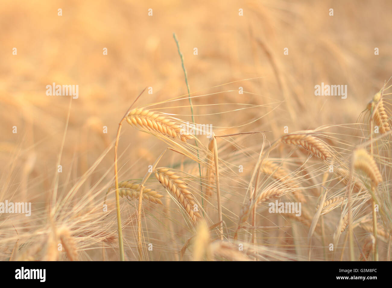 golden wheat field in sunlight - ears of wheat Stock Photo