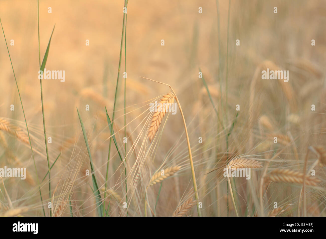 wheat ear closeup in field - cereal background Stock Photo