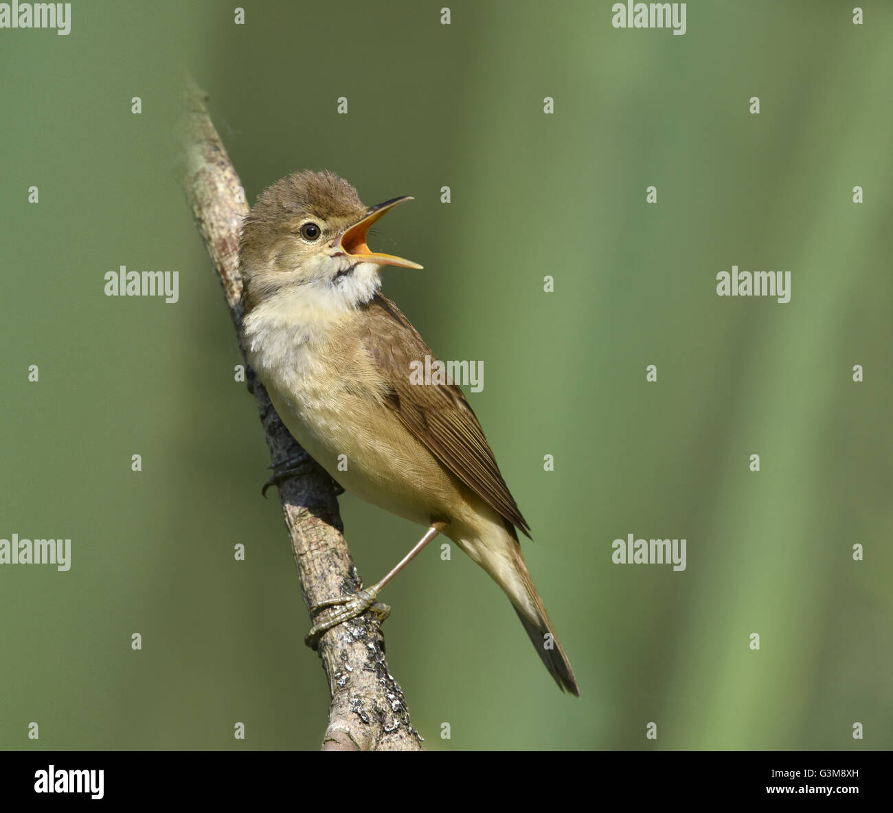 Reed Warbler - Acrocephalus scirpaceus Stock Photo