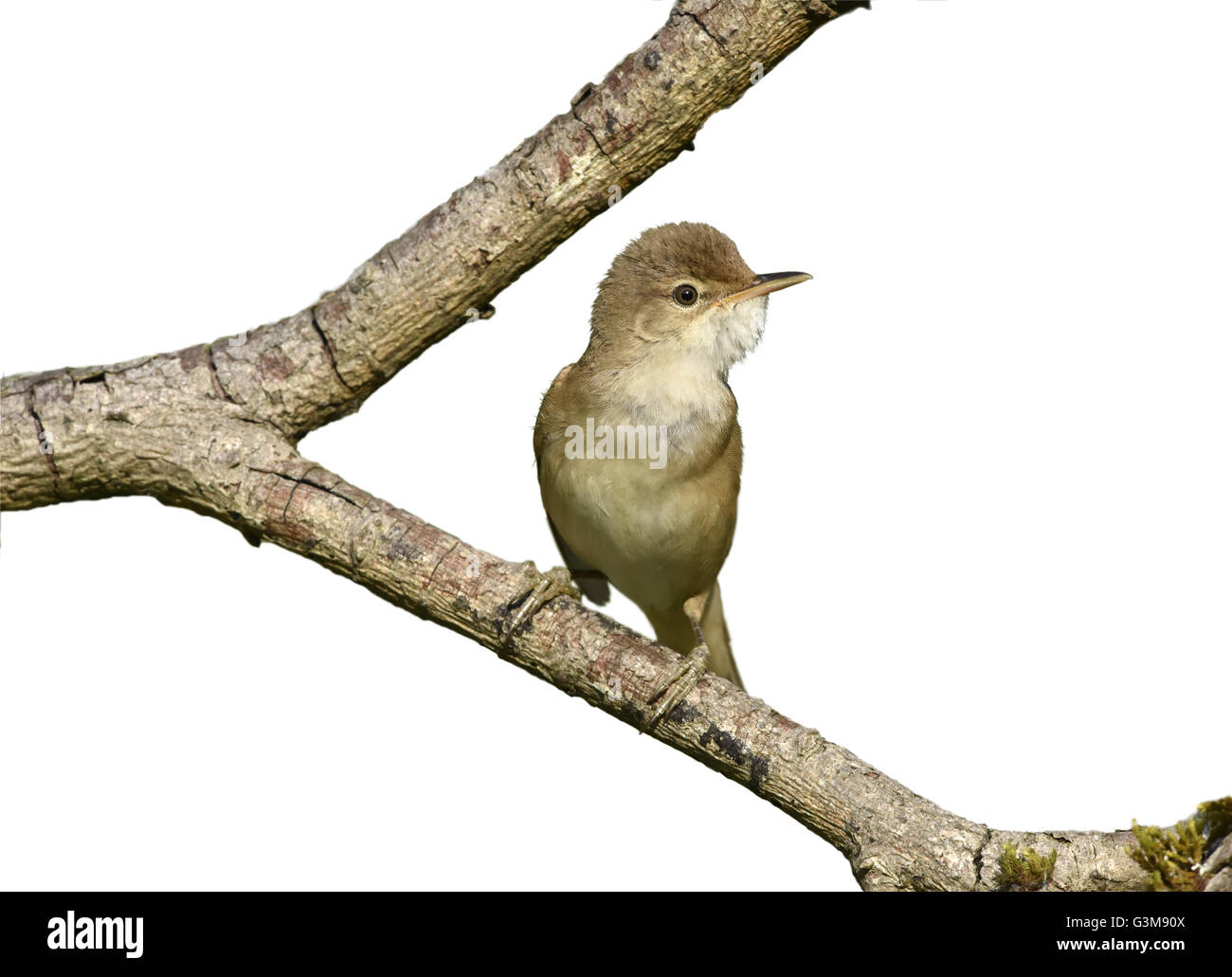 Reed Warbler - Acrocephalus scirpaceus Stock Photo