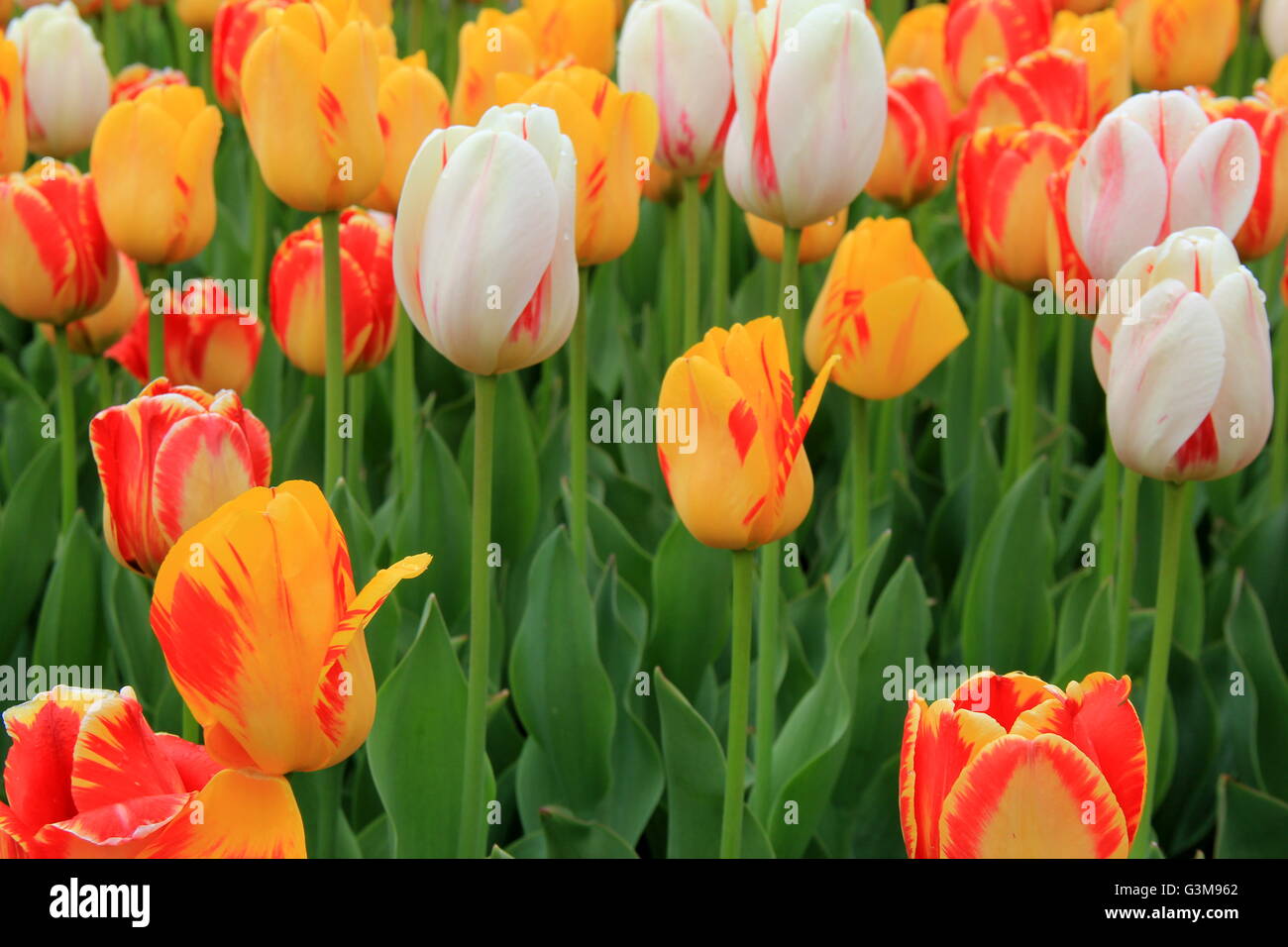 Favorite Garden Flowers High Resolution Stock Photography And Images Alamy