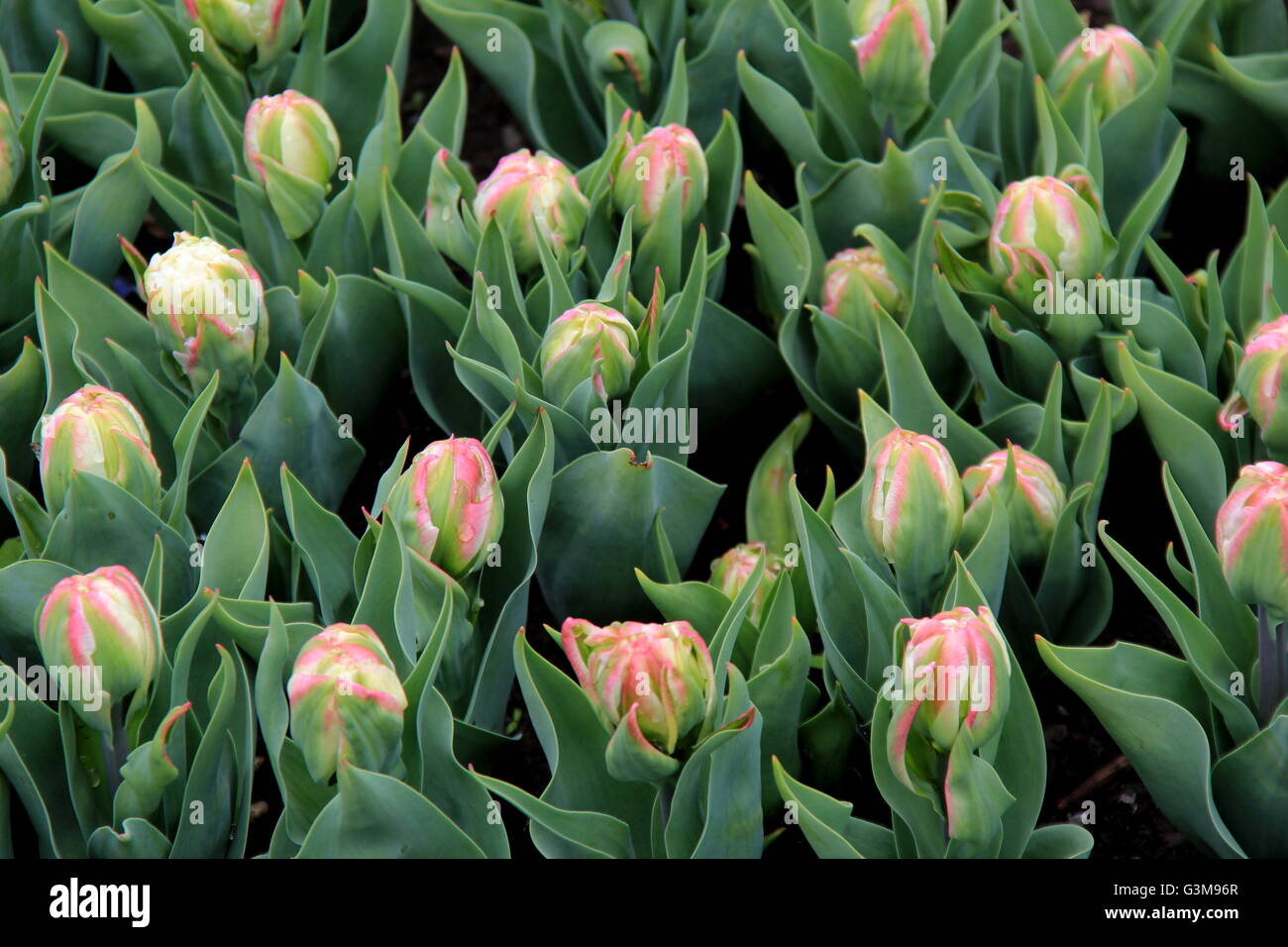 Favorite Garden Flowers High Resolution Stock Photography And Images Alamy