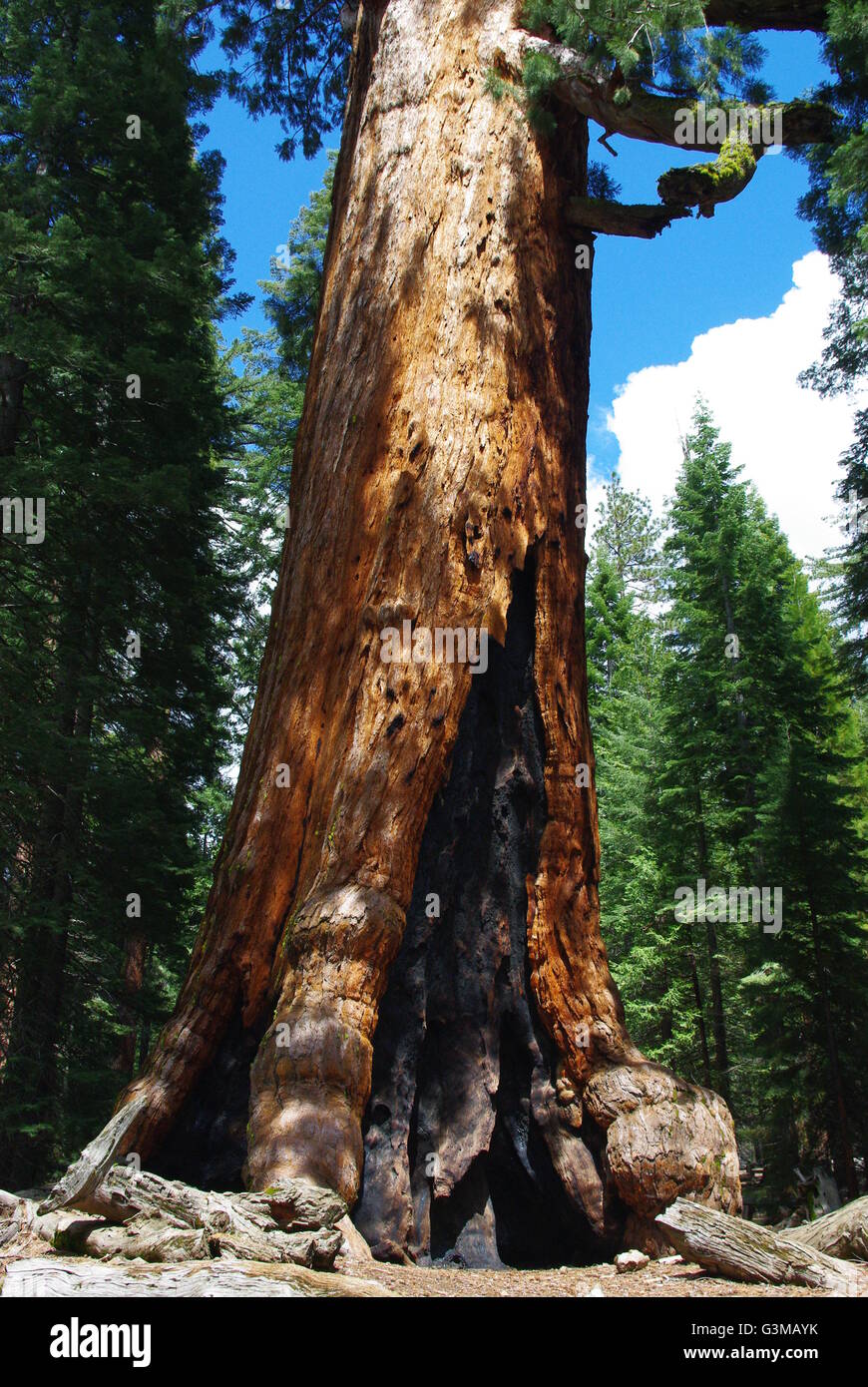 tree III Stock Photo