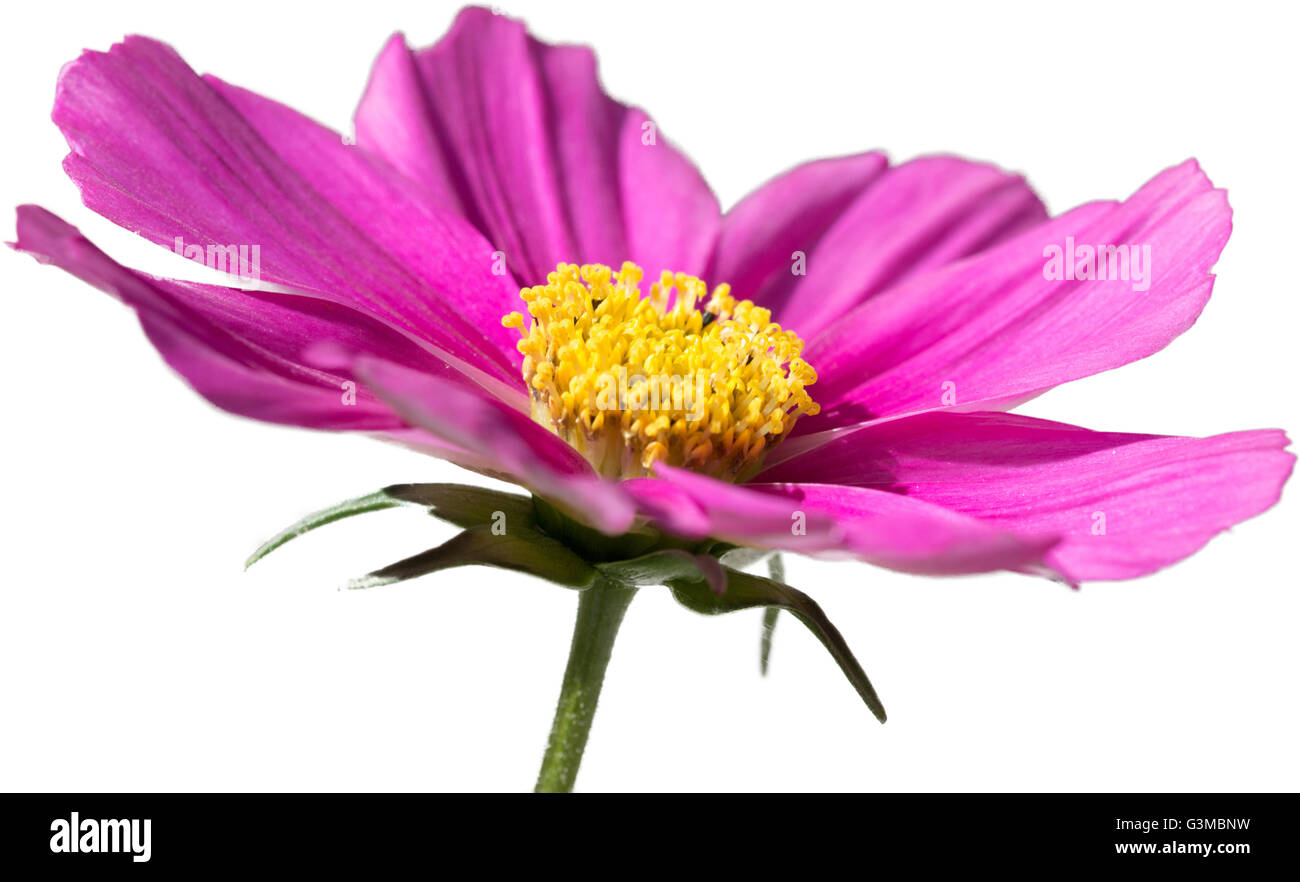 A single pink flower, Cosmos, with a transparent background Stock Photo