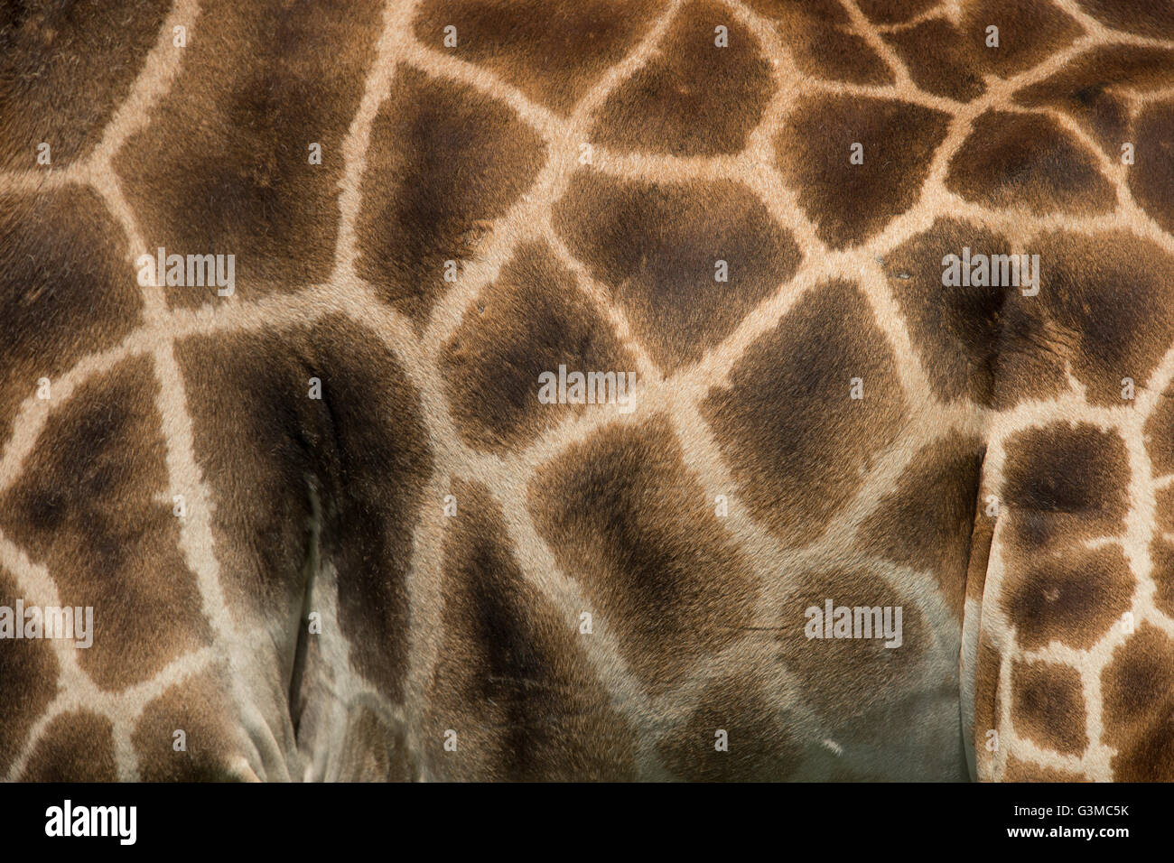 Giraffe close up details. Animal abstract Stock Photo - Alamy
