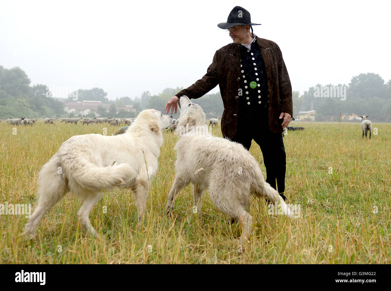 great pyrenees wolf collar