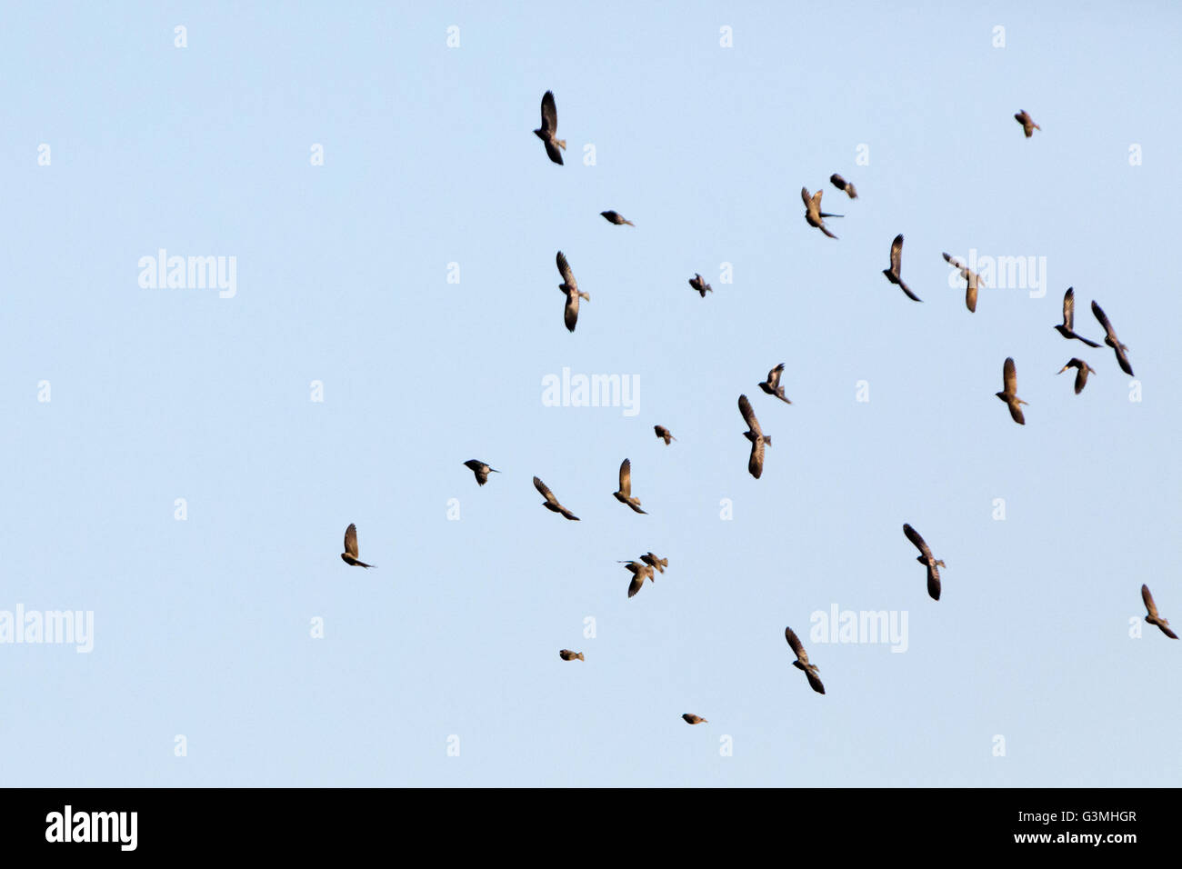 Asuncion, Paraguay. 12th June, 2016. A flock of shiny cowbird (Molothrus bonariensis) in flight, under blue sky, is seen during sunny day in Asuncion, Paraguay. Credit: Andre M. Chang/ARDUOPRESS/Alamy Live News Stock Photo