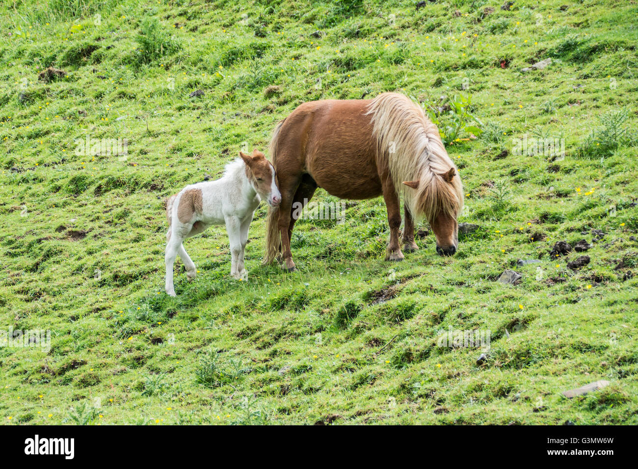 Meldon, Dartmoor, Devon, UK. 14th June 2016. UK Weather.  A mix of sunshine and showers over Dartmoor, with  Dartmoor pony foals  grazing on the moor. Credit:  Simon Maycock/Alamy Live News Stock Photo