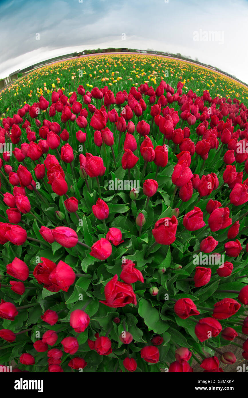 field with red tulips in the netherlands Stock Photo - Alamy