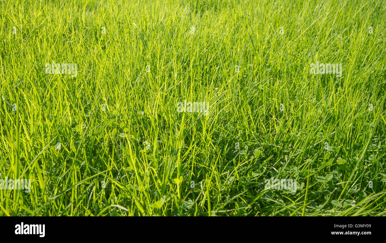 Green grass background Stock Photo - Alamy