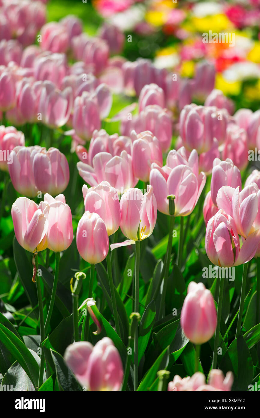 Beautiful bouquet of pink Tulips in Spring Flora Natural Concept field ...