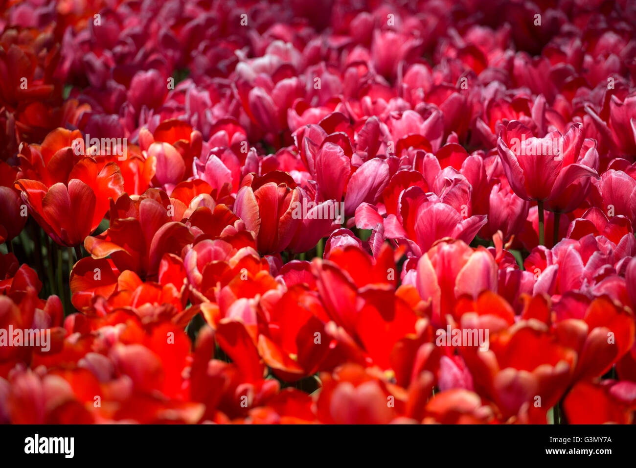 pink, red and orange tulip field in North Holland during spring Stock Photo
