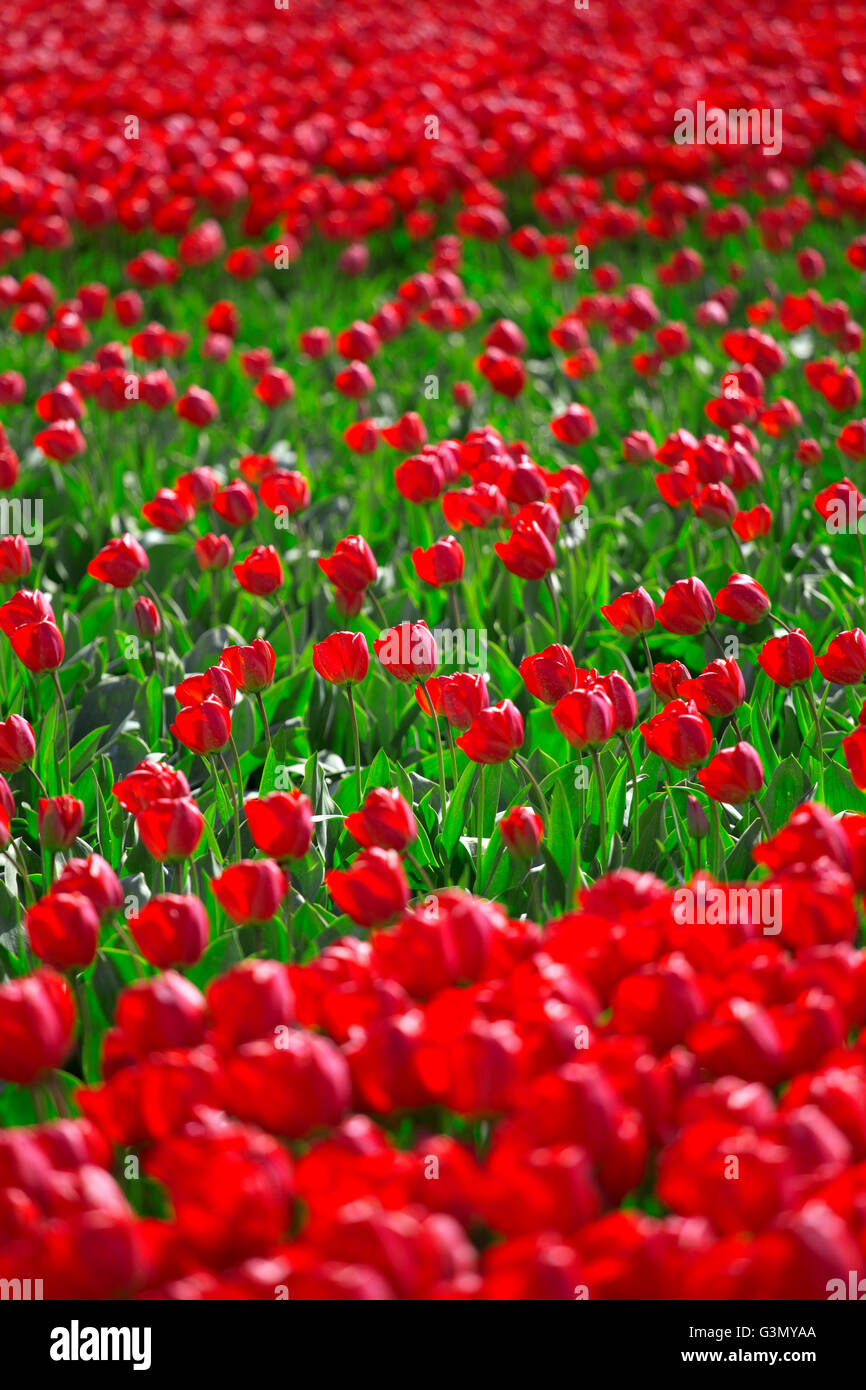 field with red tulips in the netherlands Stock Photo