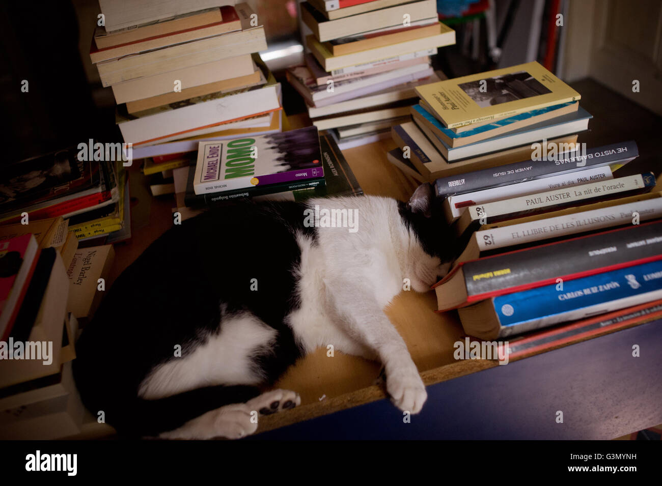Cat among books. Stock Photo
