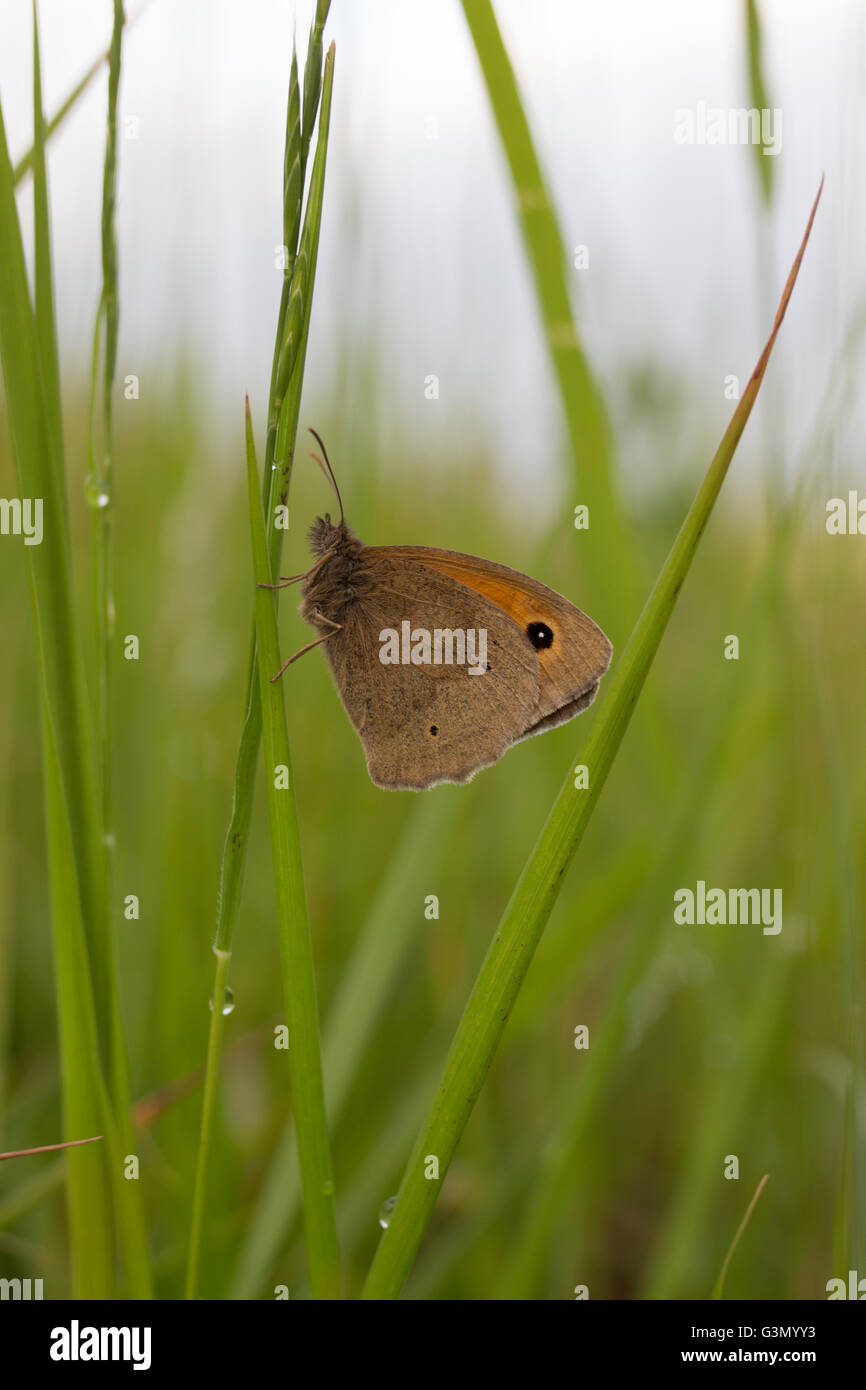 Meadow Brown Butterfly Maniola jurtina resting at dusk Stock Photo