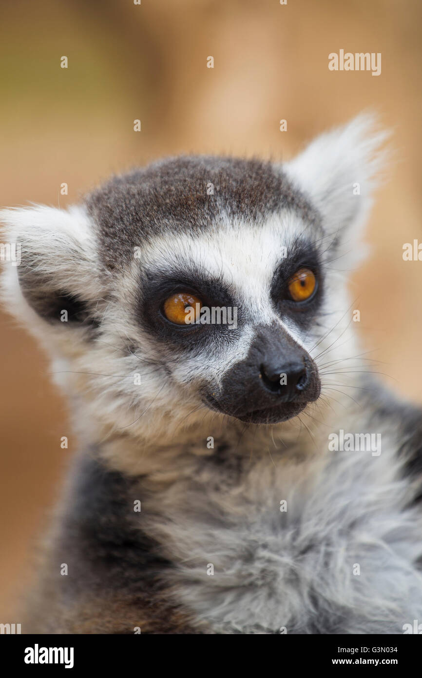 lemur resting in the shade. Stock Photo