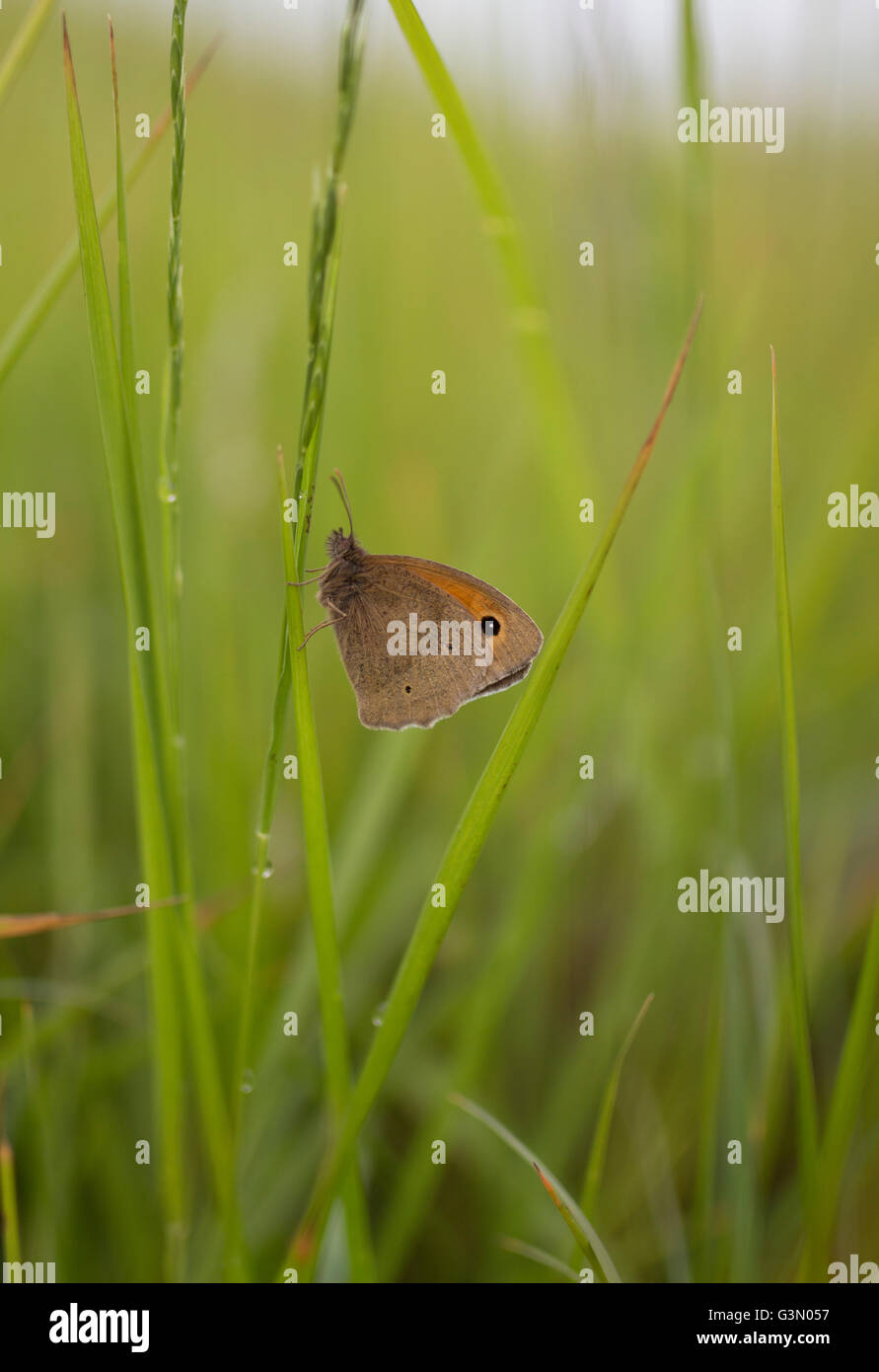 Meadow Brown Butterfly Maniola jurtina resting at dusk Stock Photo
