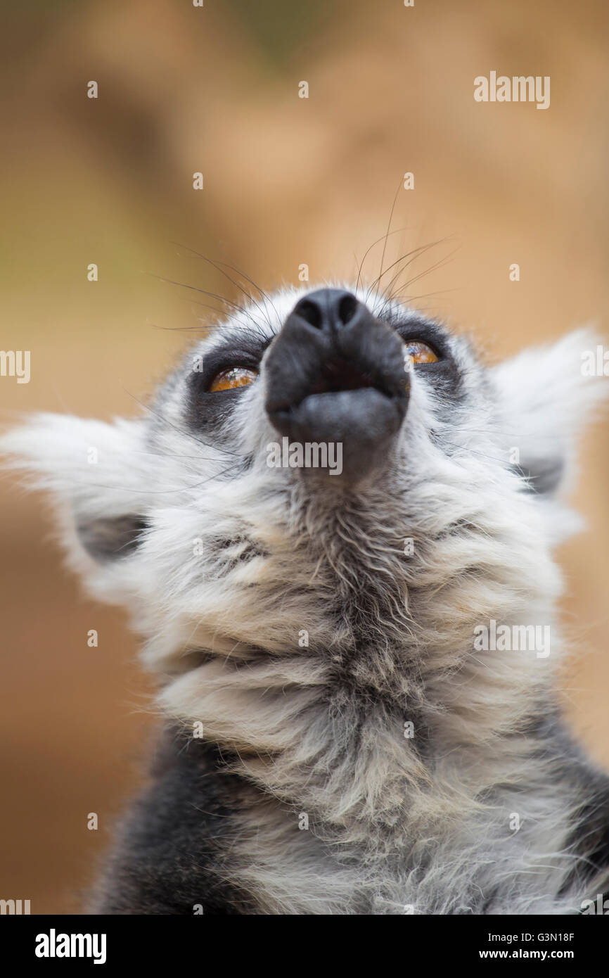 lemur resting in the shade. Stock Photo