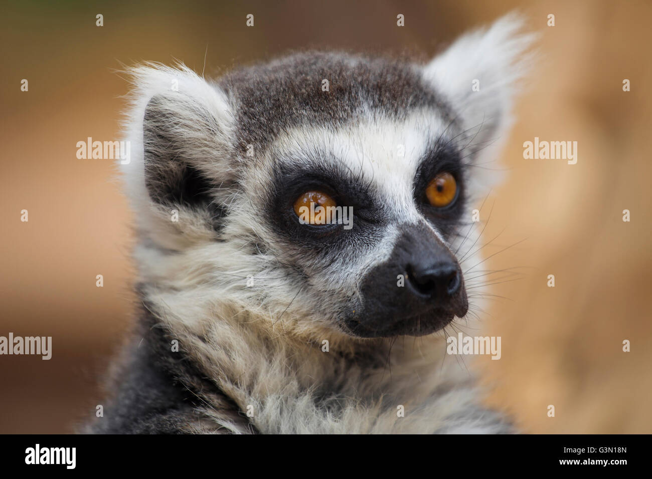 Men uni xotinimning eshagiga qoydim (video)