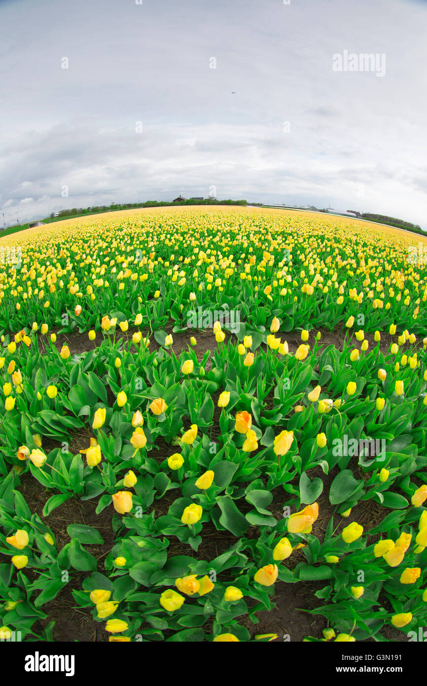 Rows of yellow tulips in Dutch countryside Stock Photo - Alamy