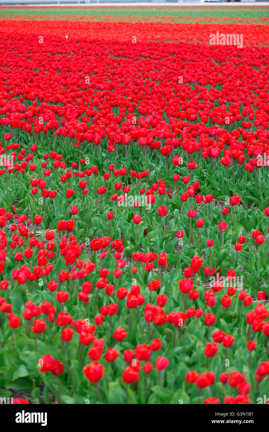 field with red tulips in the netherlands Stock Photo - Alamy