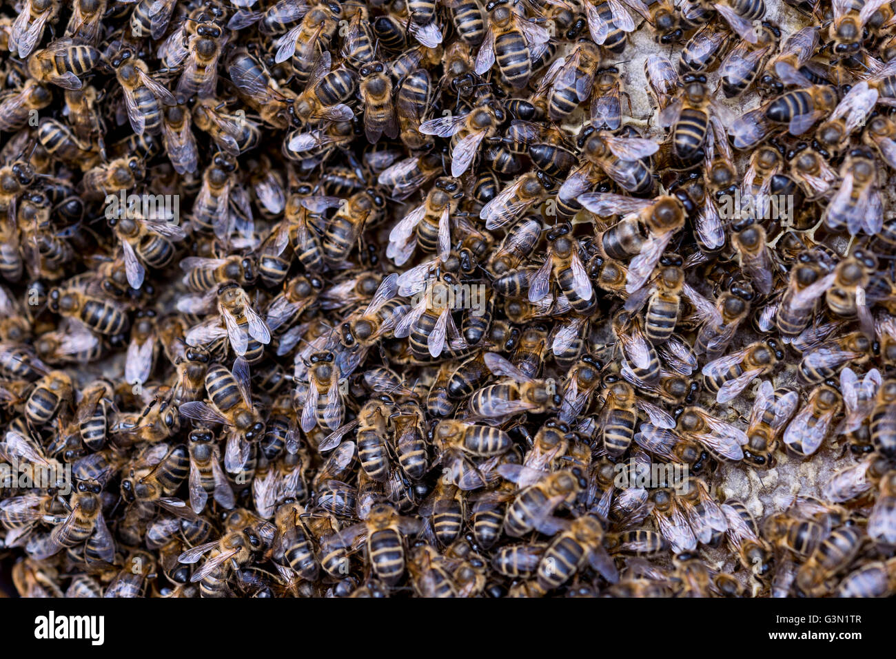Macro shot of bees swarming on a honeycomb Stock Photo