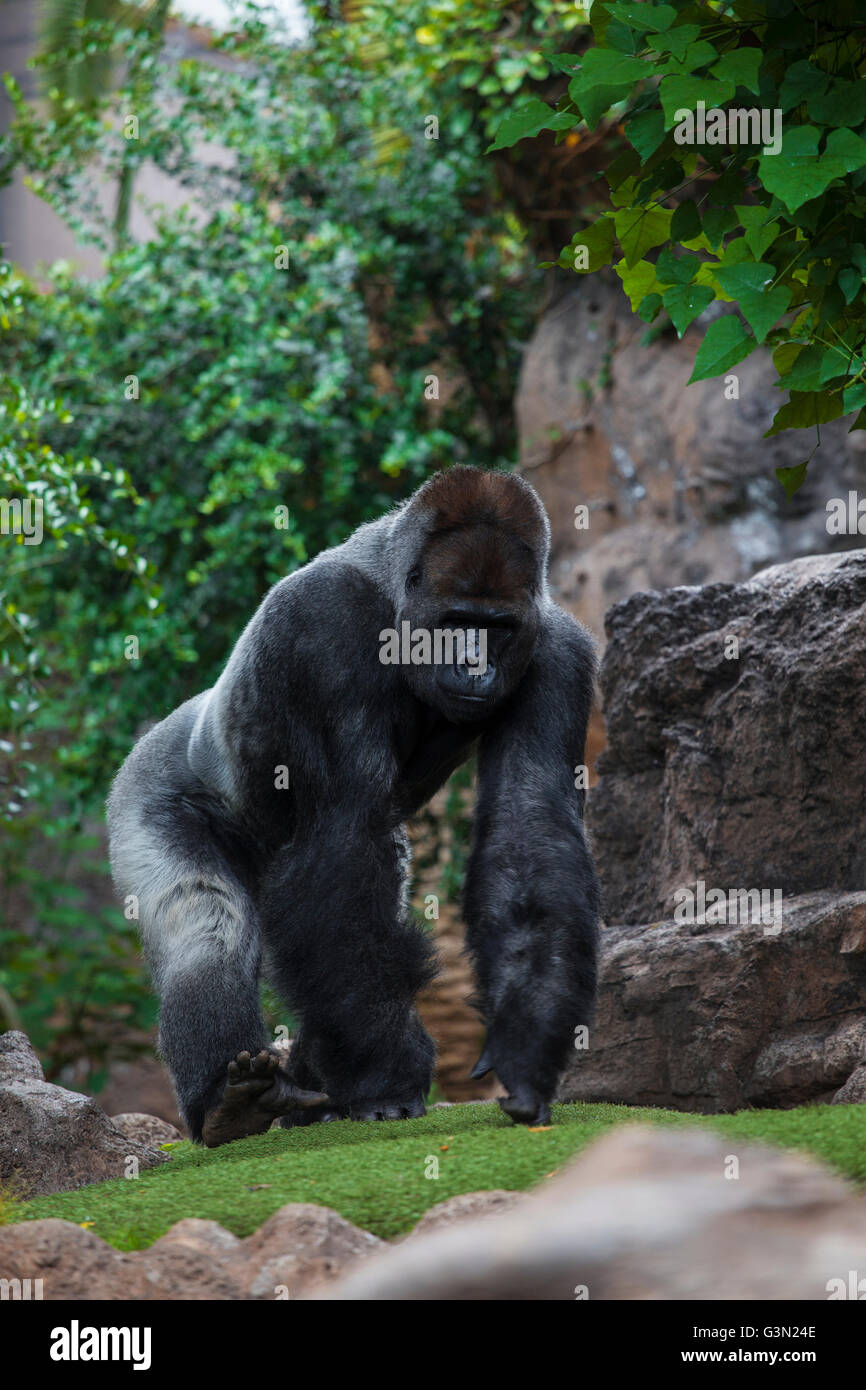 Portrait of big, black gorilla (male) at the zoo on brown-green background, outdoor (Loro Park -Tenerife, Canary islands, Spain) Stock Photo