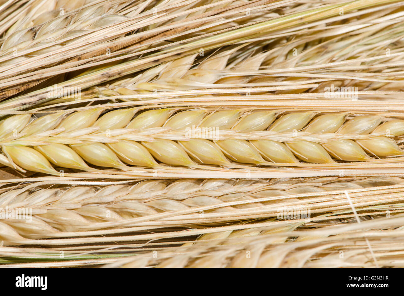 detail of spikes of rye image Stock Photo - Alamy