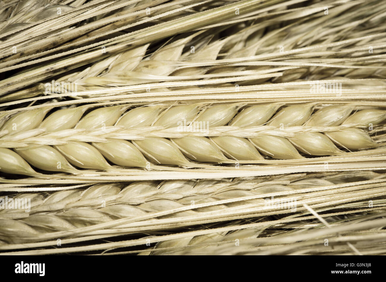 detail of spikes of rye image Stock Photo - Alamy