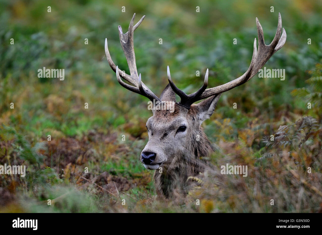 Red deer stag in bracken UK Stock Photo