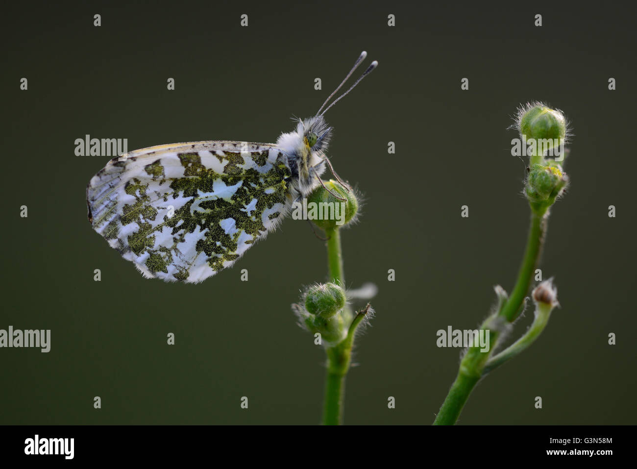 orange-tip Stock Photo