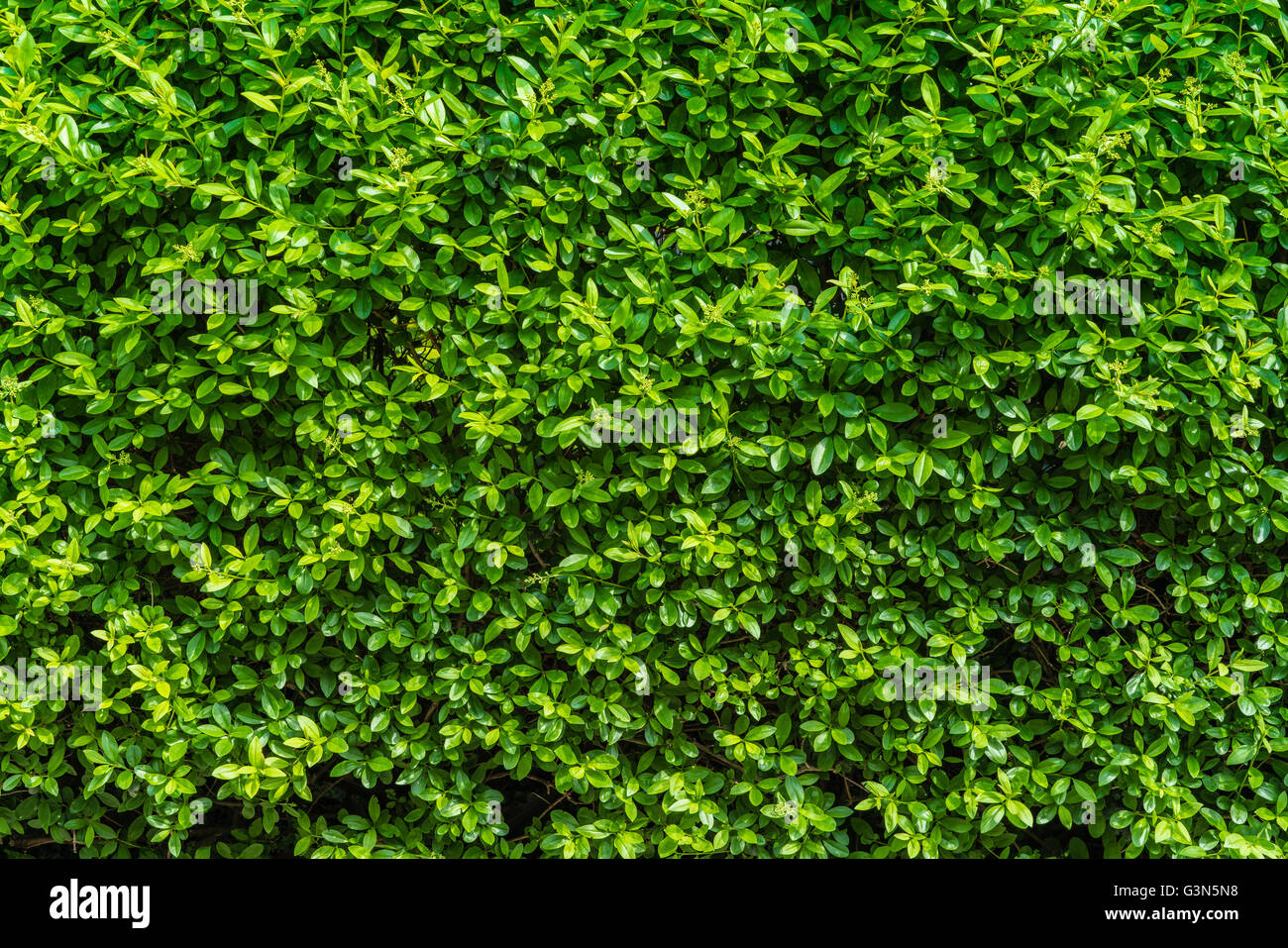 excellent green leaf vegetation background scene, natural candid ...