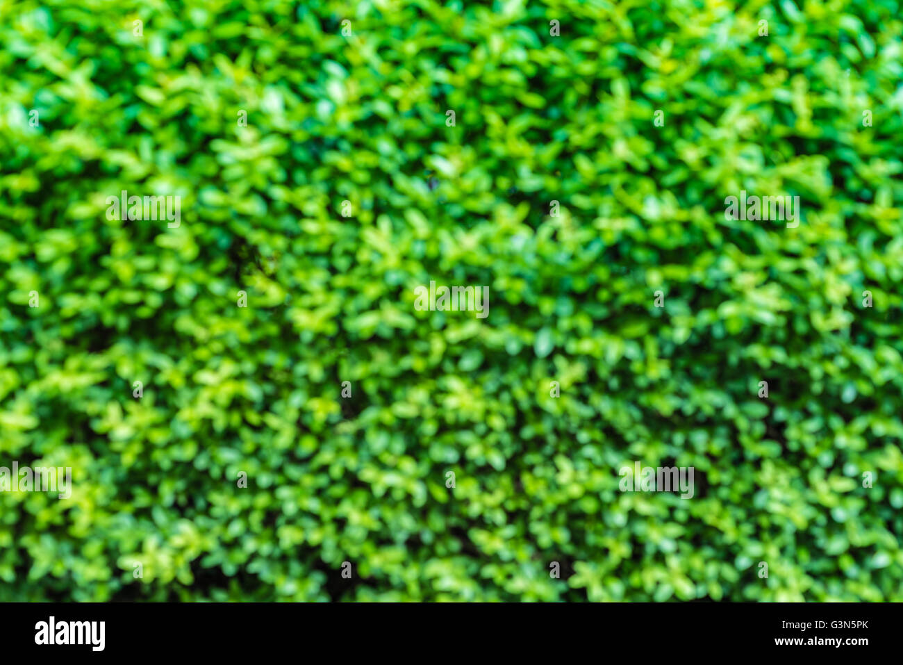 excellent green leaf vegetation background with defocus and blur. scene ...