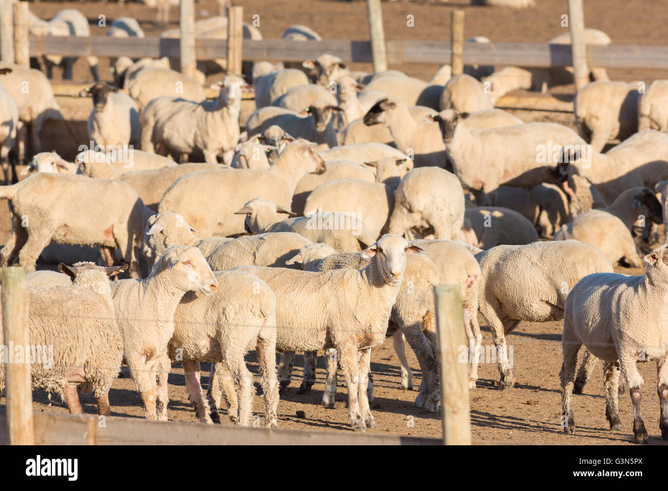 A commercial feedlot to fatten sheep before heading to slaughter ...