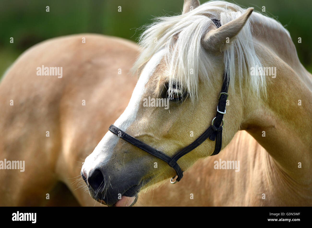 Fawn Horse High Resolution Stock Photography and Images - Alamy