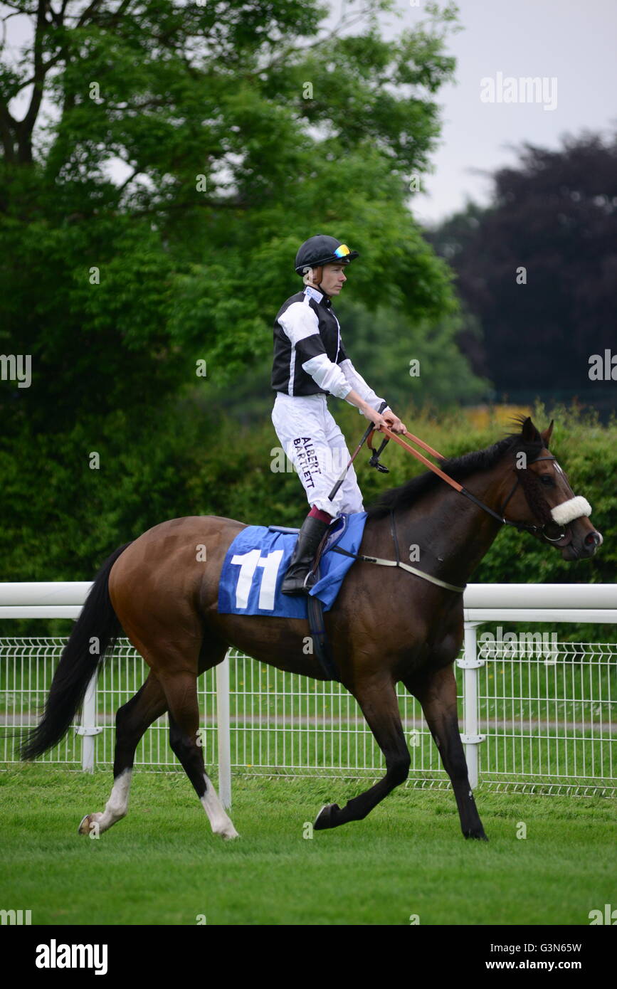 A jockey standing up on a racehorse. Stock Photo