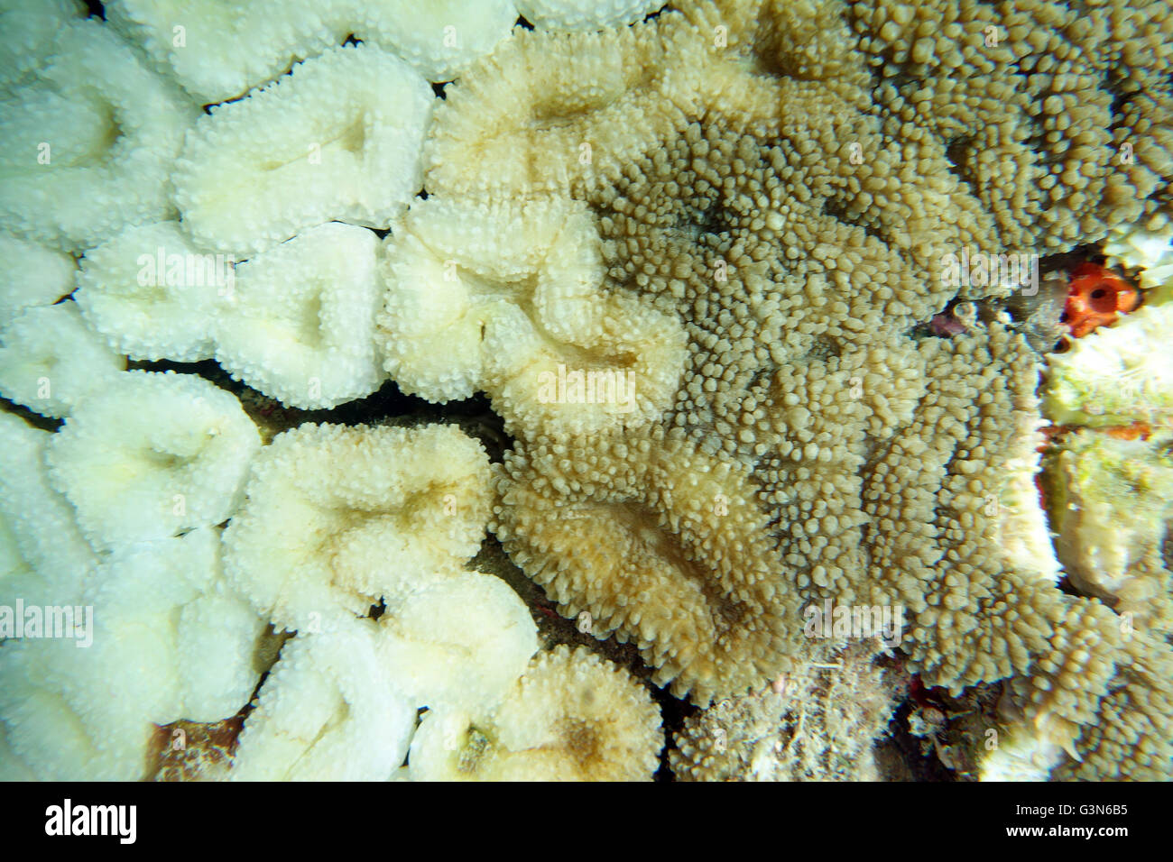 Some of the coral polyps in this colony have bleached (white), while adjoining polyps have not or are recovering (brown) Stock Photo