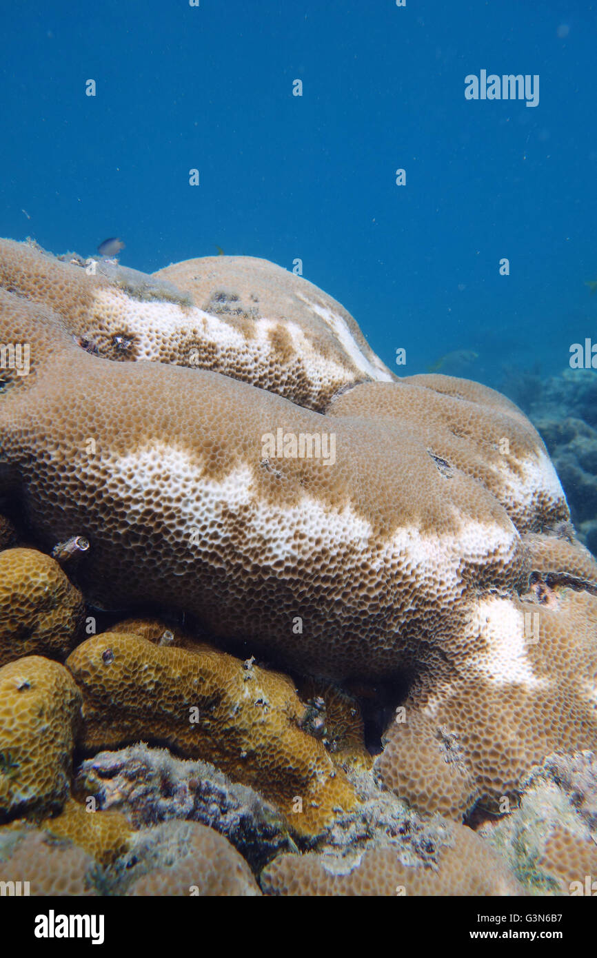 Unusual brown and white pattern on this faviid coral colony may indicate that it is recovering from bleaching Stock Photo