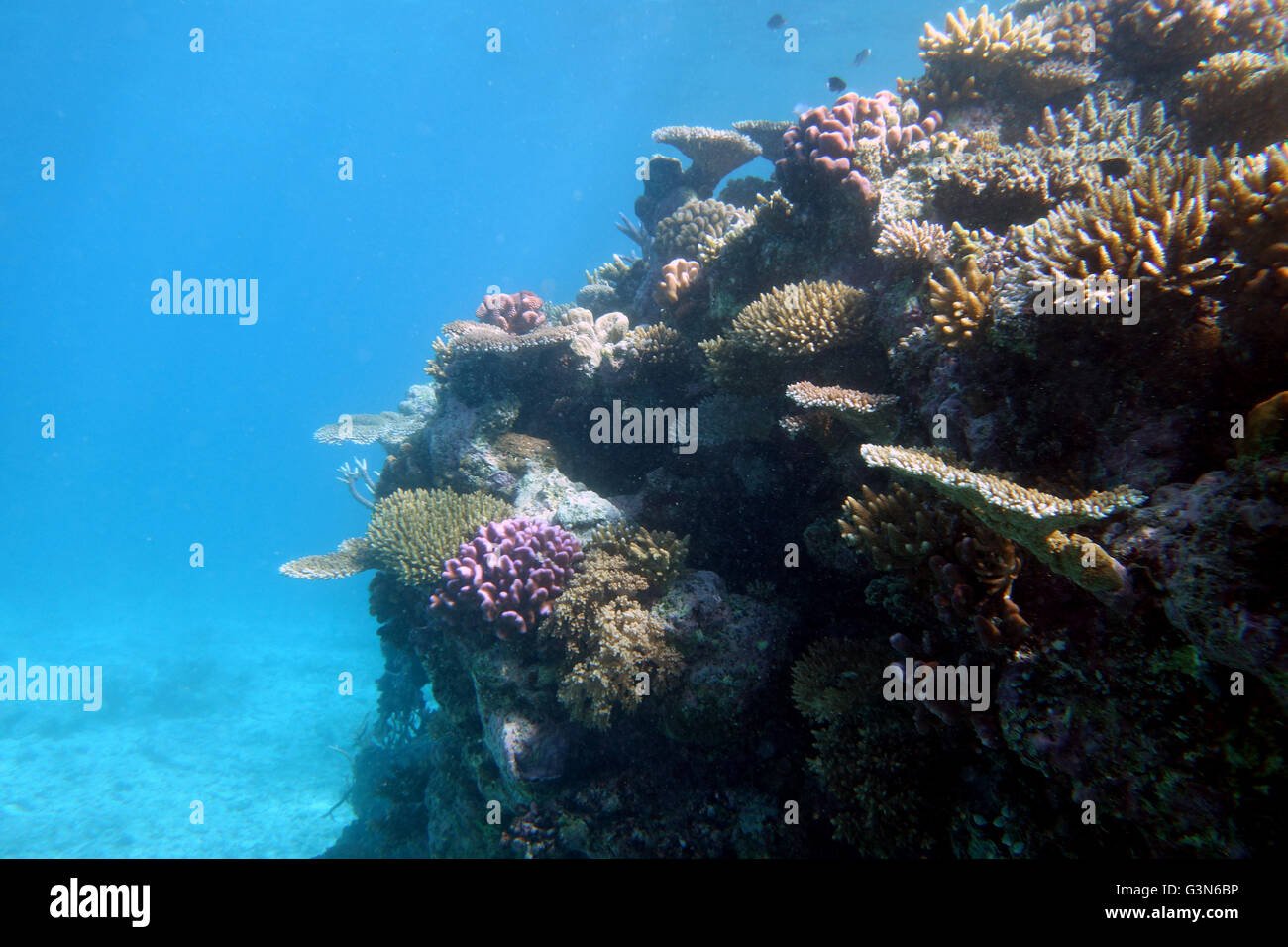 Reef resilience of outer GBR: on some reefs many healthy small corals have survived 2016 bleaching event of Great Barrier Reef Stock Photo