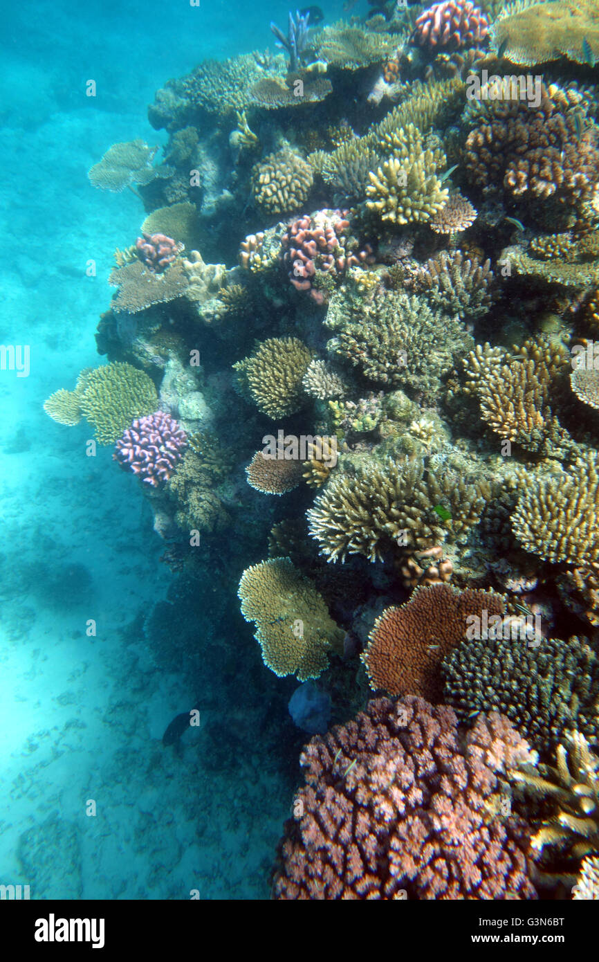 Reef resilience of outer GBR: on some reefs many healthy small corals have survived 2016 bleaching event of Great Barrier Reef Stock Photo